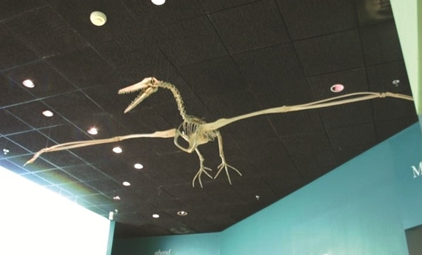Tìm thấy hóa thạch chim khổng lồ 50 triệu tuổi